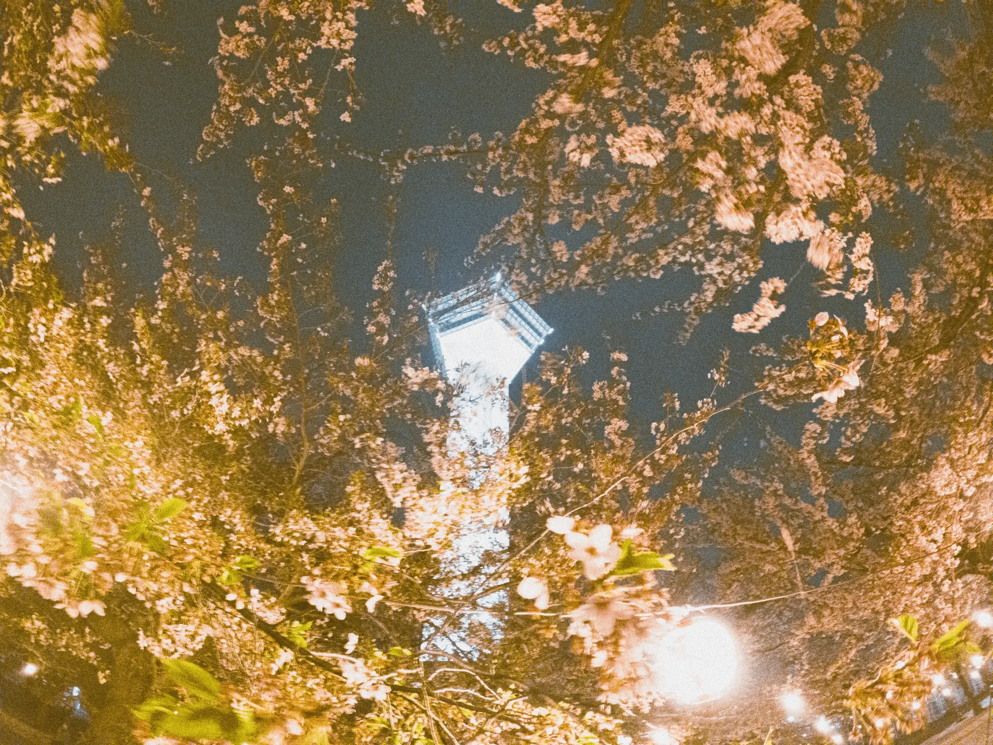 夜桜に浮かぶ塔の写真